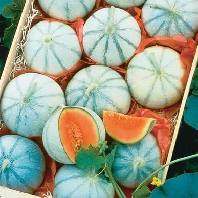 Melon Seeds for Planting (10 Seeds) - Grow Your Own Food (Savor Melon)