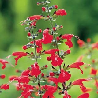 Park Seed Summer Jewel Red Salvia Seeds, Dwarf Scarlet Sage with Brilliant Red Blooms, Pollinator Friendly and Heat Tolerant, Pack of 250