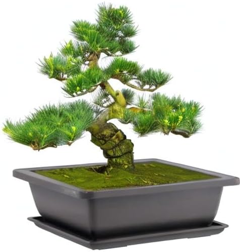 20 PCS 9 Inch Bonsai Training Pots, Rectangular Bonsai Plants Growing Pot with 20 Humidity Trays and Drainage Built-in Mesh for Garden, Yard, Office, Porch, Balcony, Home Decoration