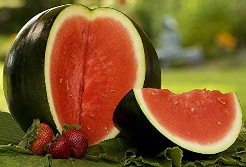 Watermelon Black Beauty Seeds – Citrullus Lanatus | Sweet & Juicy Heirloom Variety | Large, Dark Green Melons