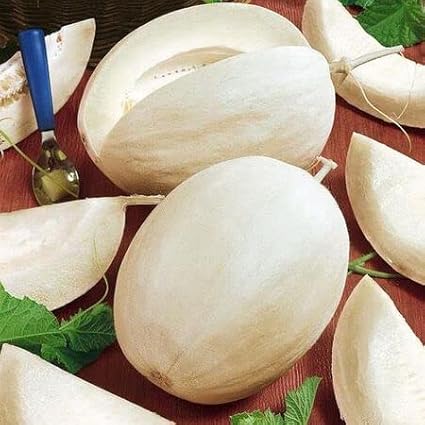 Melon Seeds for Planting (10 Seeds) - Grow Your Own Food (White Sakatas)