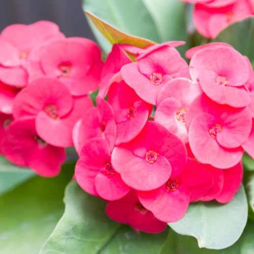 Pink Crown of Thorns Plant Live in Pot, Euphorbia Milii Live Plants Very Hardy Houseplant Home Decoration, Year Round Blooming