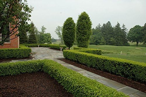 Japanese Boxwood | 3 Live 4 Inch Pots | Buxus Microphylla | Formal Evergreen Low Maintenance Hedge Plants