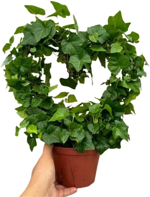 English Ivy Live Plants in 4'' Pot, Hardy Ivy Vine Plant for Trellis, Ground Cover, Live Indoor Houseplants