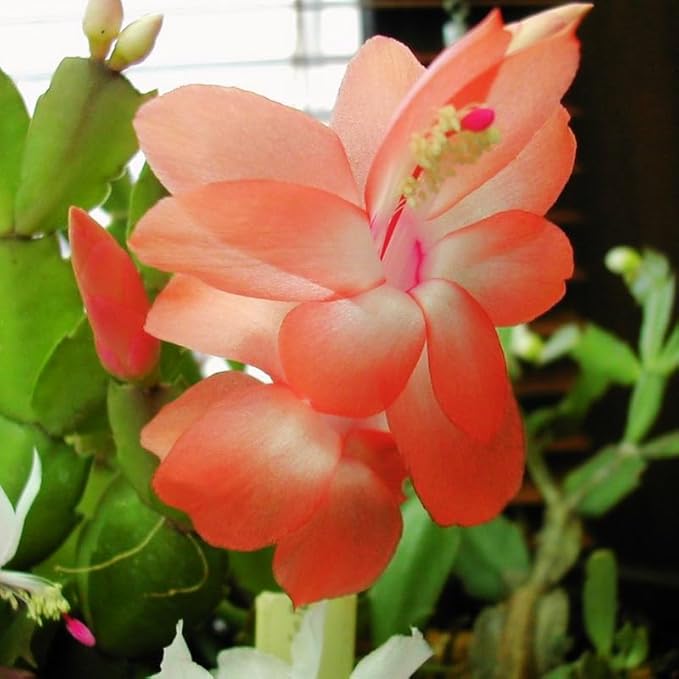 Orange Christmas Cactus Plant, 3-6" Tall Colorful Holiday Cactus Houseplant Easy Care Tropical Flowering Succulent Live Plants, Well Rooted, No Pot