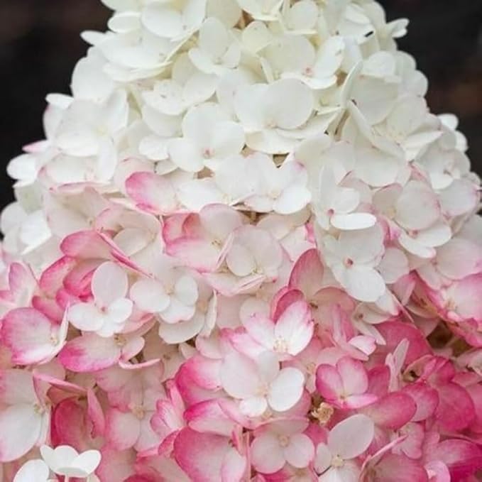 Live Hydrangea Plant, Hydrangea Tree Live Plants, Pink White Flowers, Dormant, 5 to 7 Inch Tall Well-Rooted for Growing
