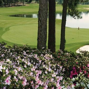 Outsidepride Pure Select Creeping Bent Grass Seed - 2 lbs. Premium Turf Grass for Putting Greens, Tees & Fairways, Dense & Fine-Textured Lawn Seed for Smooth, Professional-Quality Golf Greens & Lawns