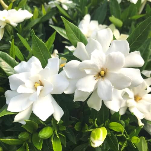 3 Frostproof Cape Jasmine Plants Live, 5 to 8 Inches Tall, Gardenia Jasmine Vine Plant for Gardening and Outdoor Patio