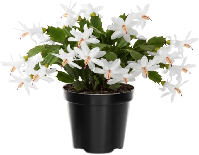 2 White Christmas Cactus Plants Live, True Thanksgiving Cactus Live Size 6-9" Inches Tall, Ready to Blooms, Holiday Houseplant, Cold Hardy, Bloom in Winter