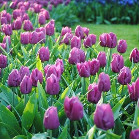 Purple Prince Tulip Bulbs β 10 Bulbs Easy Grow Perennial Tulips | Vibrant Early Spring Blooms | Fall Planting | Excellent for Cutting & Garden Borders
