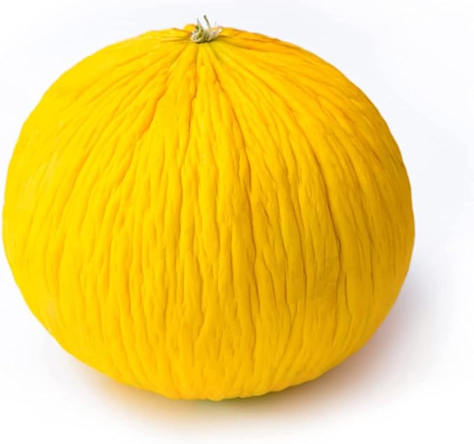 Melon Seeds for Planting (10 Seeds) - Grow Your Own Food (Casaba Melon)