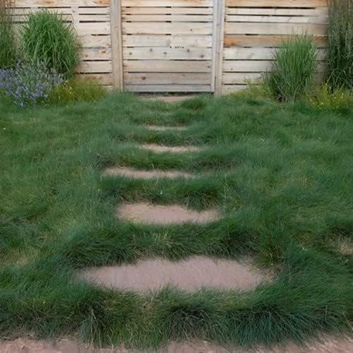 Outsidepride Sheeps Fine Fescue Grass Seed - 10 Lbs. Perennial Heat & Drought Tolerant Dense Green, Traffic-Resistant Turf for Shaded Environments w/OptiGrowth Coating for Seed Enhancement