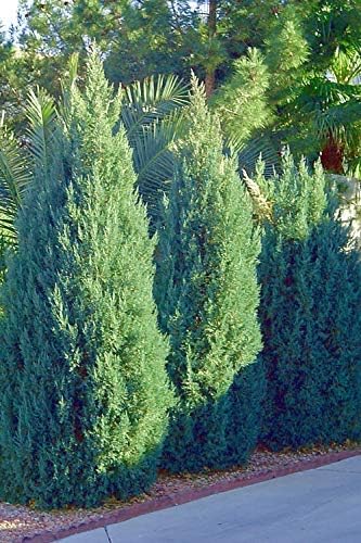 Blue Point Juniper - 3 Live Trees - Juniperus Chinensis - Evergreen Screening Plant