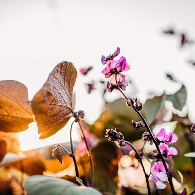 Ruby Moon Hyacinth Bean Vine - 25 Seeds - Beautiful Climbing Flower Variety, Great for Arbors & Trellises, Non-GMO Hyacinth Bean Seeds for Planting in The Home Garden, Thresh Seed Company