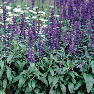 Park Seed Evolution Salvia Seeds, Deep Violet Blooms for Pollinators, Award-Winning Weather-Resistant Mealycup Sage, Compact and Low Maintenance, Pack of 50
