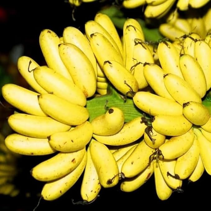 Truly Tiny Banana Plant Live for Planting, Banana Trees Live Plants for Outdoor Indoor Planting, Cold Hardy, 4-7" in Tall, No Pot, Musa Plant
