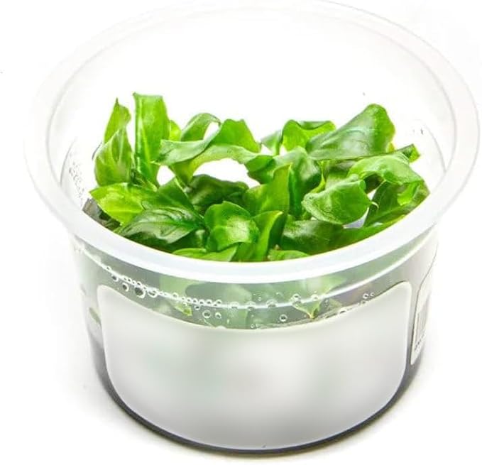 SubstrateSource Live Plant - Giant Anubias - Background Rhizome with Dark Green Leaves, Snail-Free in Vitro Aquarium Plant - Tissue Culture