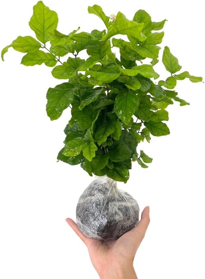 3 Jasmine Plants Live, 5 to 8 Inches Tall, Sambac Arabian Jasmine Vine Plant for Gardening and Outdoor Patio