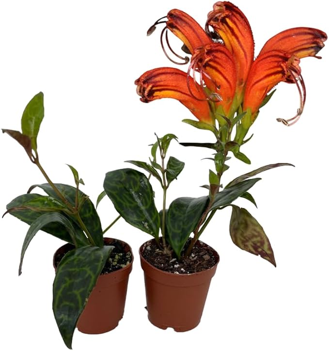 Random Lipstick Plans Live Houseplants in Pot, Aeschynanthus Red Flower Vine Décor Office, Desk Indoor Outdoor Growing
