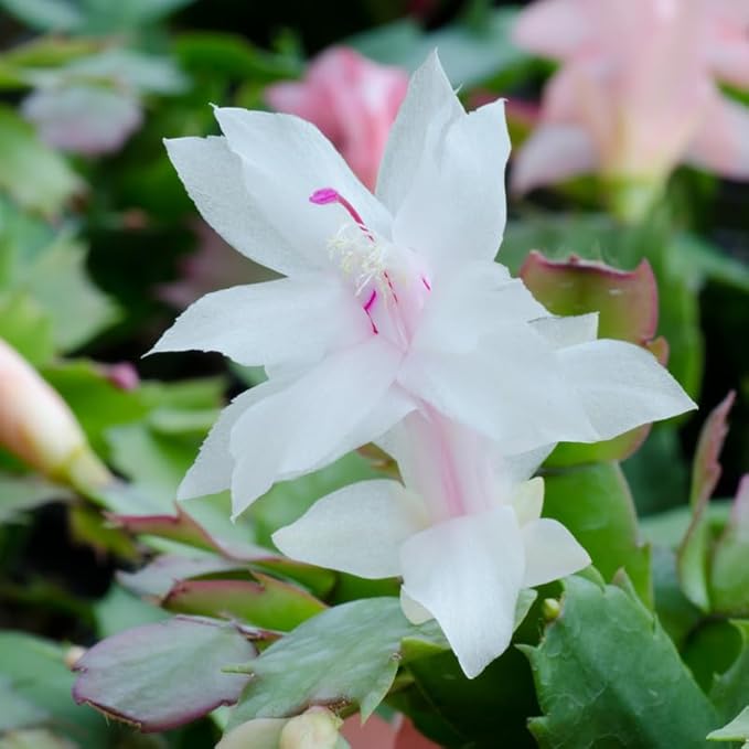 White Christmas Cactus Plants Live, Size 3-6" Christmas Cactus Plant, Colorful Holiday Houseplant Flowering Succulent Live Plants for Planting, Well Rooted, No Pot