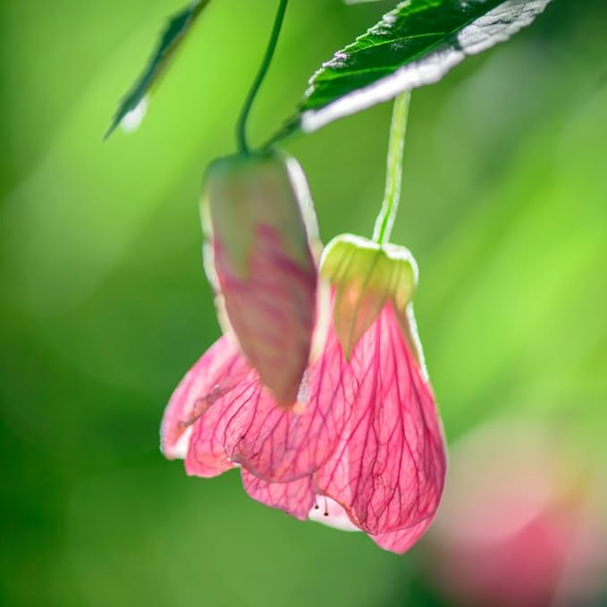 2 Abutilon Plants 5-9 Inches Tall - Lantern Trees Perfect for Enhancing Your Indoor and Outdoor Garden - Trailing Hanging Flower Vine (Pink Abutilon)