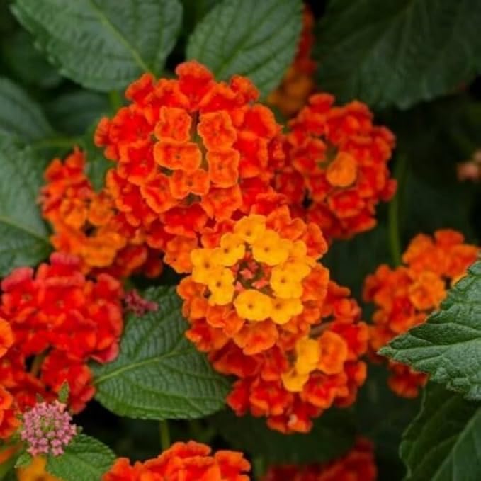 Pack 2 Red Lantana Plants Live for Planting Outdoors, 2 to 5 Inch Tall, Well Rooted, Fragrant Flowers