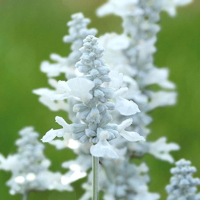 Park Seed Evolution White Salvia Seeds, Compact Perennial with Continuous White Blooms, Pollinator Friendly and Deer Resistant, Ideal for Borders and Containers, Pack of 50