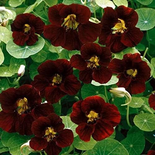 Outsidepride Tom Thumb Black Velvet Nasturtium Seeds - 200 Pcs Annual, Easy to Grow & Versatile, Flower Seeds for Planting Vibrant Blooms, Ideal for Gardens, Borders, and Pollinator Gardens