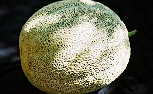 Hales Best Jumbo Melon, Cantaloupe Seeds,50 Count COOL BEANS N SPROUTS Brand. Heirloom. Non-GMO. Home Gardening.