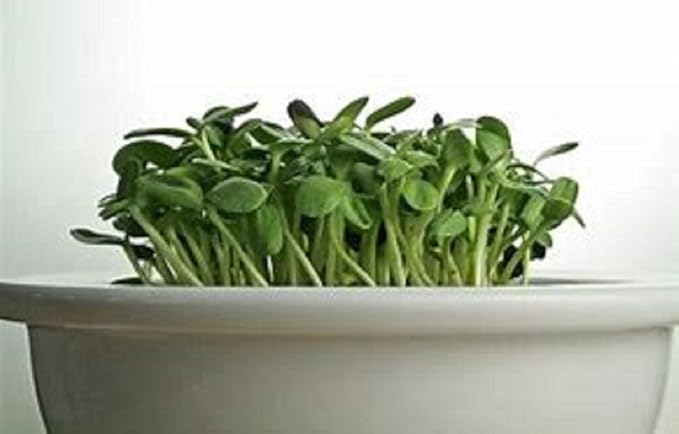 Sunflower Sprouting Seed Non GMO - 15 oz - Country Creek Acre Brand - Sunflower Seed for Sprouts, Garden Planting, Cooking, Soup, Emergency Food Storage, Gardening, Juicing, Cover Crop