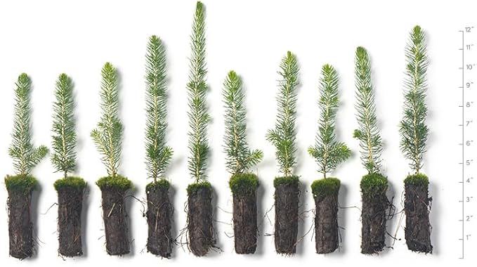 Black Hills Spruce Live Tree Plug Seedlings | 6"-12" | Arbor Day Foundation (10-Pack)
