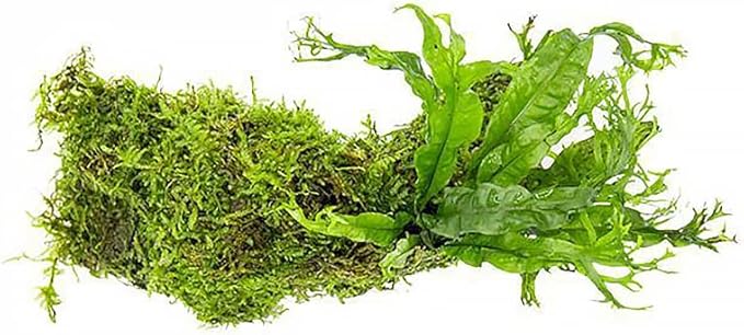SubstrateSource Live Aquarium Plants on Driftwood, Lava Rock, Moss, Fiber Mat - Freshwater Fish Tanks - Easy, Beginner Friendly (Java Fern Windelov with Moss, Driftwood (Medium))