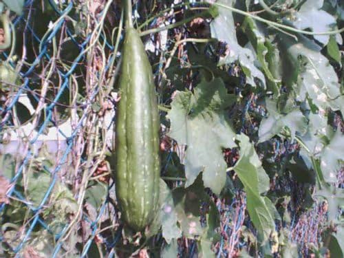 Loofa-Luffa-Loofah Sponge Gourd 10+ Seeds