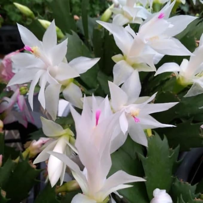 Set 2 Christmas Cactus Plants Live, Hanging Baskets Houseplants, Holiday Cactus Indoor Plants Live Well-Rooted 4-9" Tall, No Pot (White)