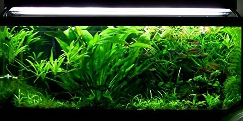 Greenpro Cryptocoryne Parva Freshwater Live Aquarium Plants TC Cup Fish Tank Decoration