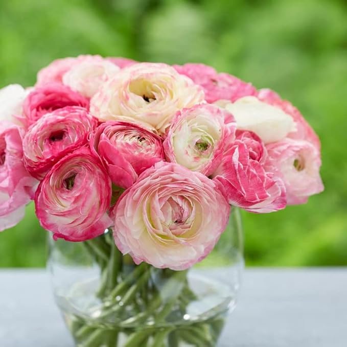 Ranunculus Bulbs for Planting, 25 Aviv Pink Ranunculus Bulbs for Fall Planting, French Peony Ranunculus Corms Bulk Ranunculus Flowers Buttercups, Butterfly Ranunculus Bulbs to Grow