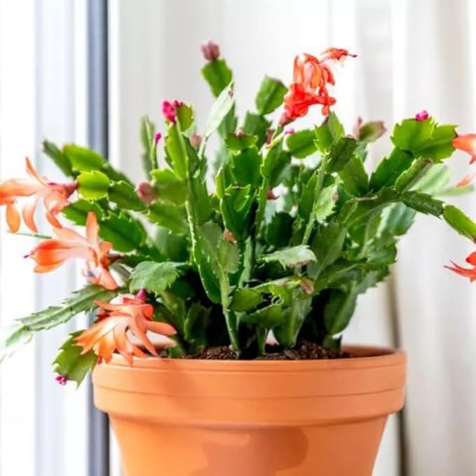 True Thanksgiving Cactus Plant Live in 4" Pot, Ready to Bloom, Holiday Christmas Cactus Plants Live, Vibrant Blooms (Peachy Yellow)