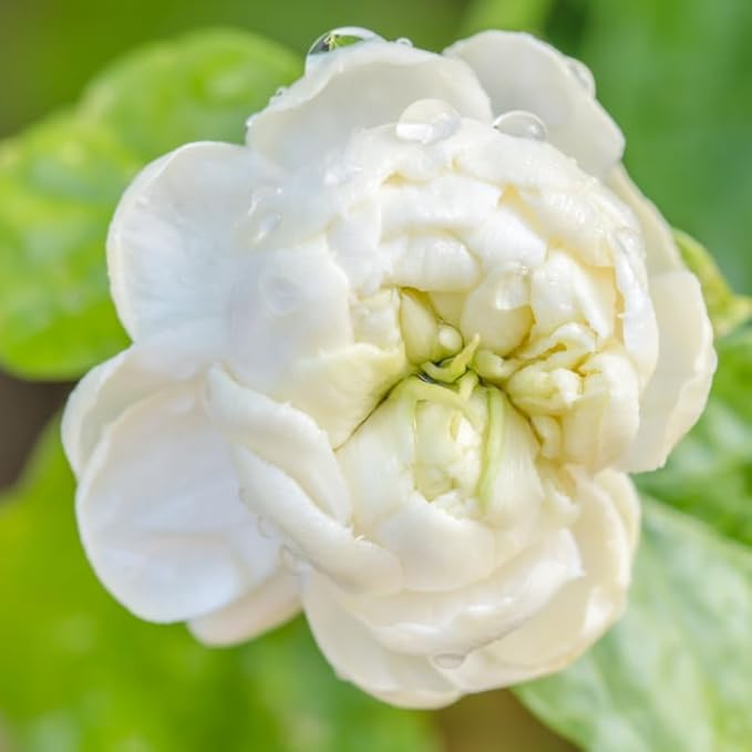 Jasmine Plant, Fragrant Jasmine Flower Vine 4-8 Inches Well Rooted for Container, Hanging Basket Growing (Duke of Tuscany)