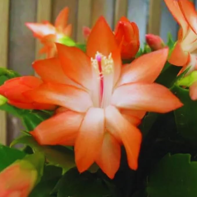 Christmas Cactus Plant Live, Holiday Cactus Live Plant, Hanging Baskets Houseplants, 4 Inc Potted (Orange)