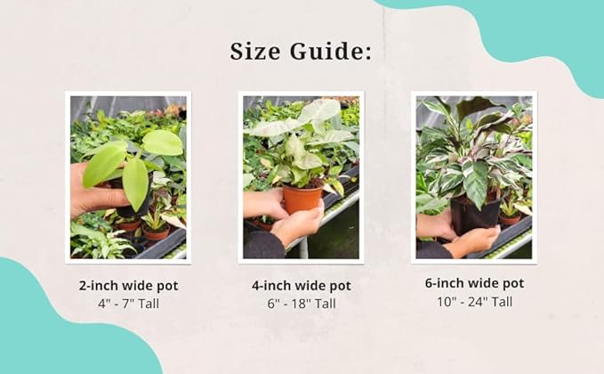 Aglaonema Snow White – Live Plant in 4" Grower’s Pot, Easy to Grow Low Maintenance Indoor Houseplant, White Plants, Includes UniHeat Pack for Winter Protection