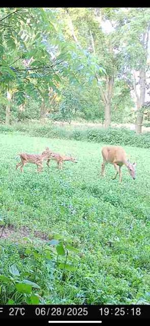 Clover Food Plot Seed for Deer and Turkeys, 1/2 Acre or 3 Acre, 5 Types of Clover, Perennial Blend, Cold Hardy, Drought Tolerant, Highly Palatable (1/2 Acre (3.5lbs))