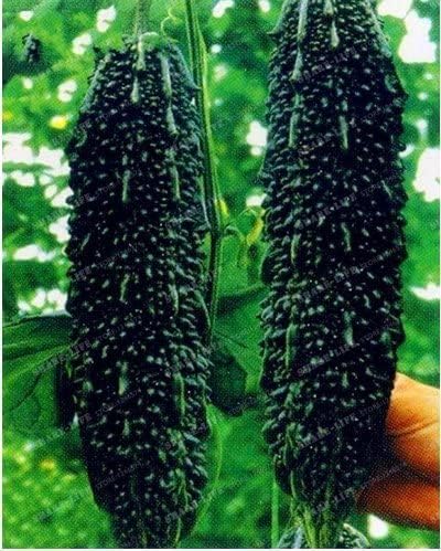 Melon Seeds for Planting (10 Seeds) - Grow Your Own Food (Black Bitter Melon)
