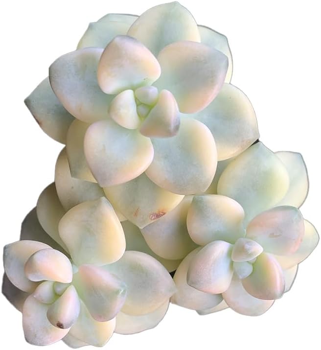 Live Succulent Plant – Rare Variegated Succulent (Assorted Graptoveria/Echeveria Type), Easy Care Indoor Outdoor Plant for Home & Garden
