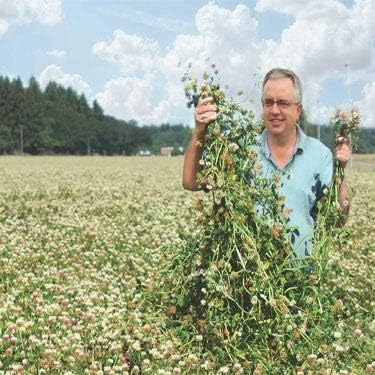 Outsidepride Fixation Balansa Clover Seeds for Lawn - 5 lbs. Coated & Inoculated, Cold Season, Drought Tolerant Cover Crop Seeds, Ideal for Erosion Control, Pasture, & Pollinator-Friendly Garden