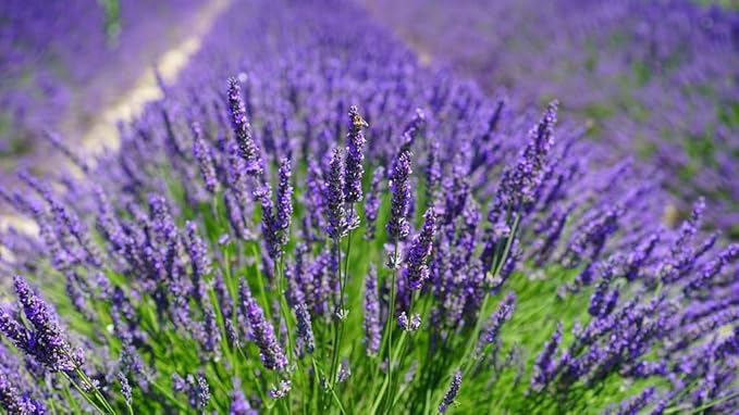 Gardenera Lavender Potting Mix - Crafted for Superior Performance and Fragrance - 10 QUARTS