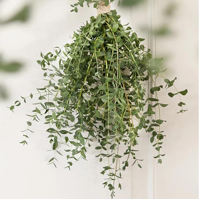 Eucalyptus Plant, Starter Eucalyptus Plant Live in 2.5" Pot, Cold Hardy, Fragrant Foliage, Ready to Grow Indoor Outdoor (Parvifolia Eucalyptus)