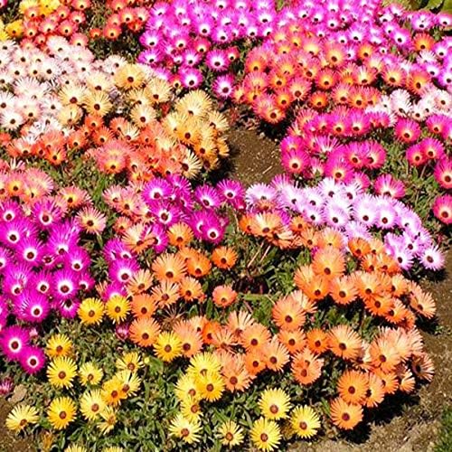 1000 Dorotheanthus Bellidiformis Seeds for Planting Multicolor Flowers Seeds Easy to Grow Outdoor Home Garden Flower Seeds Gardening Supplies