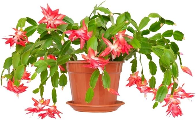 Thanksgiving Cactus Live Plant in 4" Pot, Holiday Christmas Cactus Plants Live, Winter Bloom, Indoor Planting, Ready to Blooms (Red)