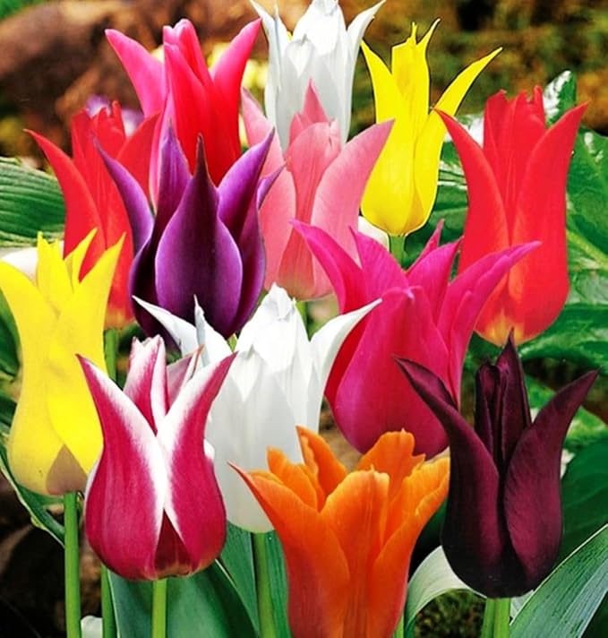 10 Triumph Tulip Bulbs for Fall Planting Mixed Perennial Flower Large Size Tulip Bulbs Changing Colors Mixture Size 12+ (Clusiana)