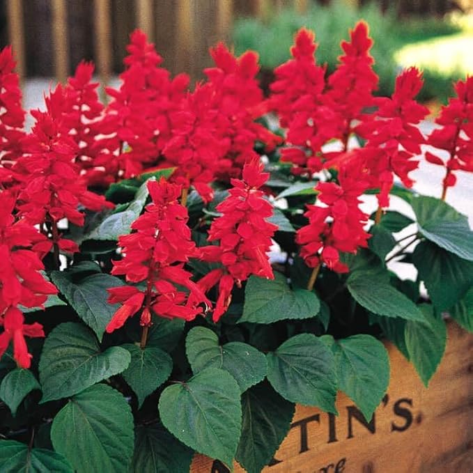 Park Seed Vista Red Salvia Seeds, Compact Heat-Tolerant Scarlet Sage with Intense Blooms for Pollinators and Containers, Fast to Flower, Pack of 250